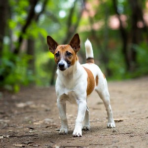 Rat Terrier Calendars