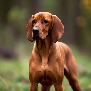 Redbone Coonhound Calendars