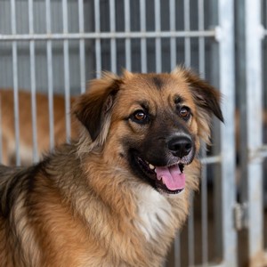 Rescue Dogs Calendars