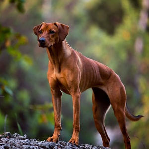 Rhodesian Ridgeback Calendars