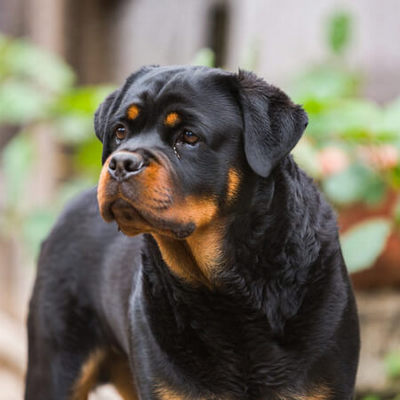 Rottweiler