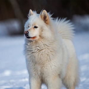 Samoyed Calendars