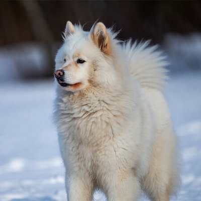 Samoyed Calendars