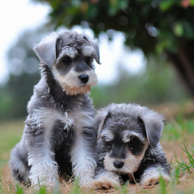 Schnauzer Puppy Calendars