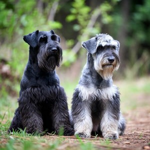 Schnauzer Calendars
