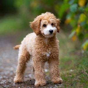 Schnoodle Calendars