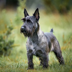 Scottish Terrier Calendars