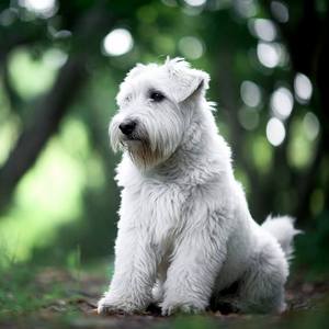 Sealyham Terrier Calendars