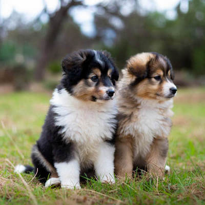 Sheltie Puppies