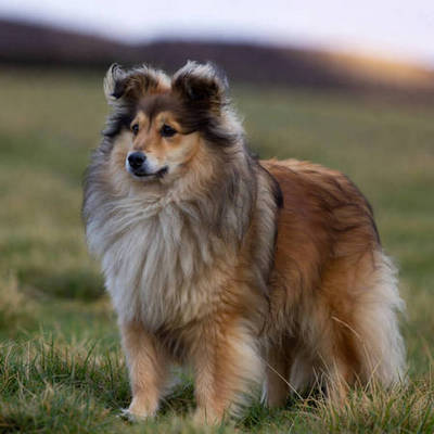 Shetland Sheepdog Calendars