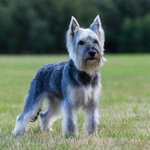 Skye Terrier Calendars