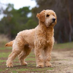 Soft Coated Wheaten Terrier Calendars