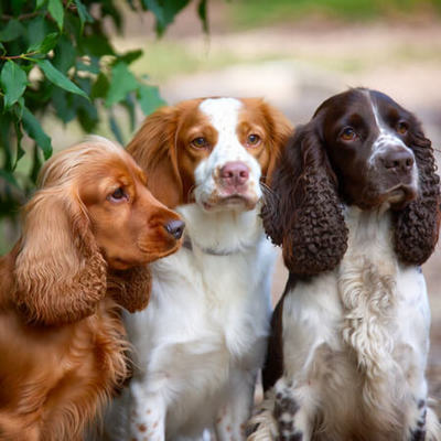 Spaniel Calendars