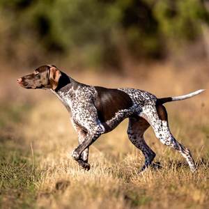 Sporting Dogs Calendars