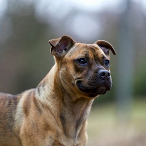 Staffordshire Bull Terrier Calendars