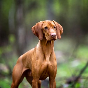 Vizsla Calendars