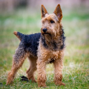 Welsh Terrier Calendars