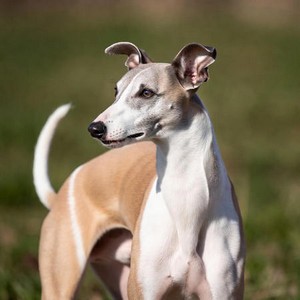 Whippet Calendars
