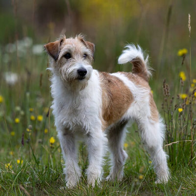 Wirehaired Fox Terrier Calendars