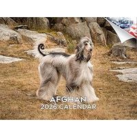 2026 Afghan Hound Calendar
