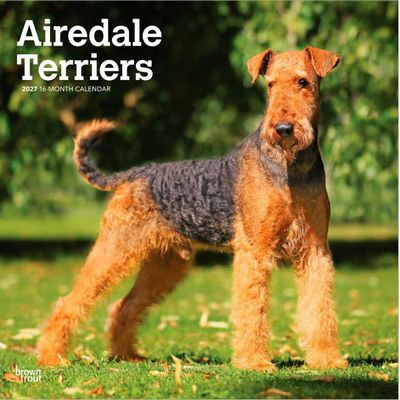 Airedale Terriers 2027 Calendar