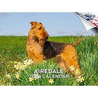 Airedale Terriers 2026 Calendar