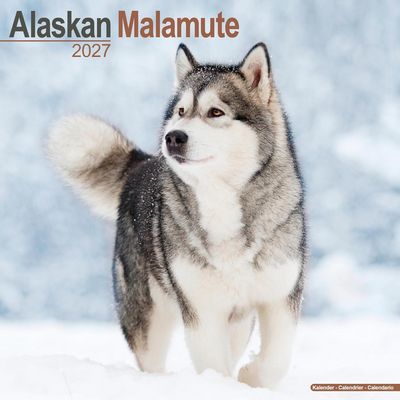 Alaskan Malamute 2027 Calendar
