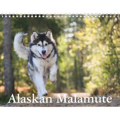 Alaskan Malamute 2027 Calendar