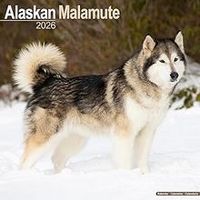 Alaskan Malamute 2026 Calendar
