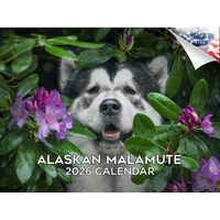 Alaskan Malamute 2026 Calendar