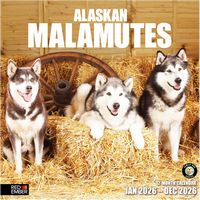 Alaskan Malamute 2026 Calendar