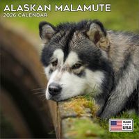 Alaskan Malamute 2026 Calendar