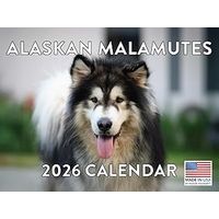 Alaskan Malamute 2026 Calendar