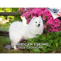 American Eskimo Dogs 2026 Calendar