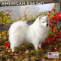 American Eskimo Dogs 2026 Calendar