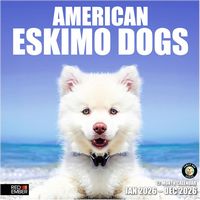 American Eskimo Dogs 2026 Calendar