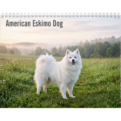 American Eskimo 2027 Wall Calendar