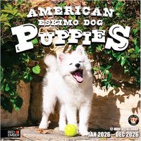 American Eskimo Dog puppies 2026 Calendar