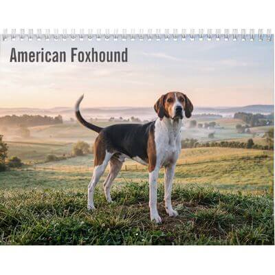 American Foxhound 2027 Wall Calendar