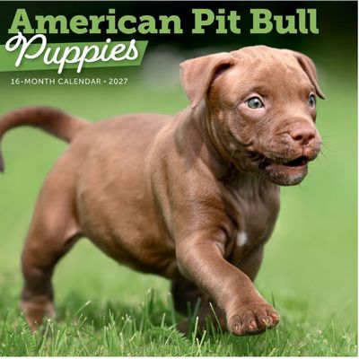 2027 Pit Bull Puppies Calendar