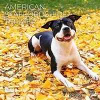 American Staffordshire Terrier 2026 Wall Calendar