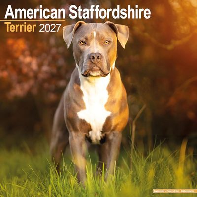 American Staffordshire Terrier 2027 Wall Calendar