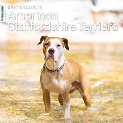 American Staffordshire Terrier 2027 Calendar