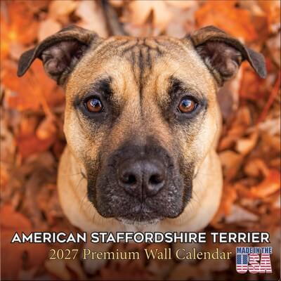 American Staffordshire Terrier 2027 Calendar