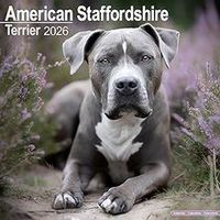 American Staffordshire Terrier 2026 Wall Calendar