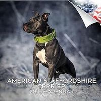 American Staffordshire Terrier 2026 Wall Calendar