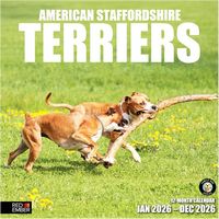 American Staffordshire Terrier 2026 Wall Calendar