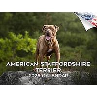 American Staffordshire Terrier 2026 Wall Calendar
