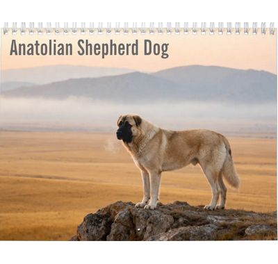 Anatolian Shepherd Dog 2027 Wall Calendar YYYY