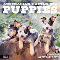 Australian Cattle Dog Puppies 2026 Calendar